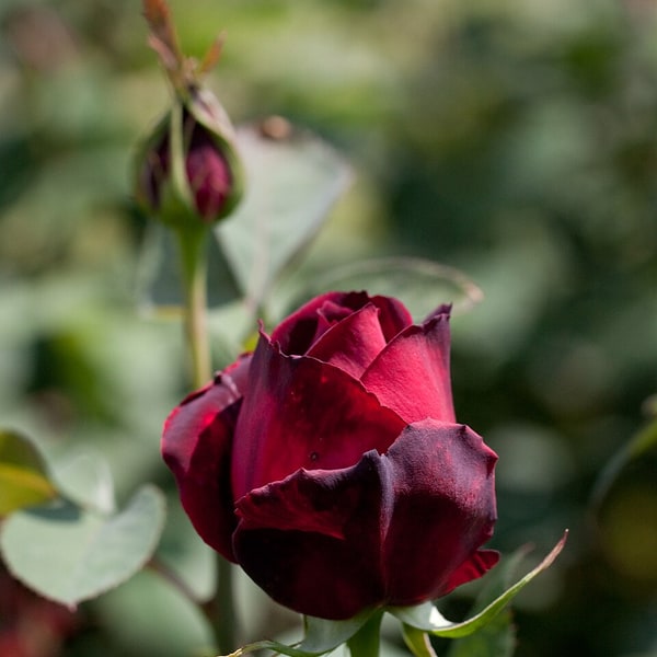 Red Rose