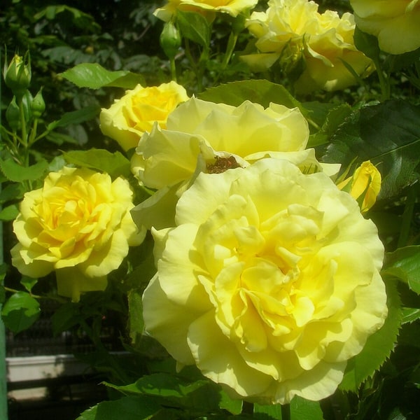 Spray Rose