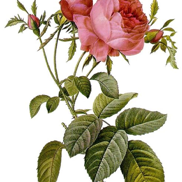 Garden Rose