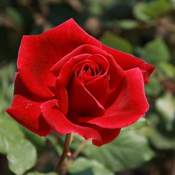 Hybrid Tea Rose