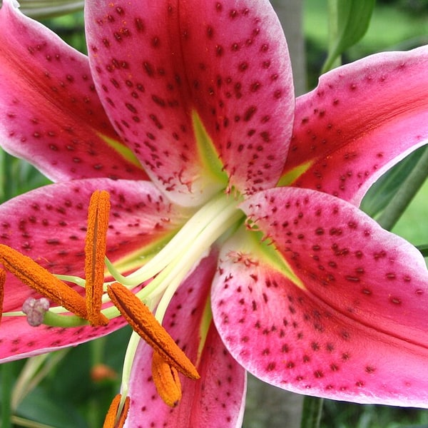 Lilies & Orchids