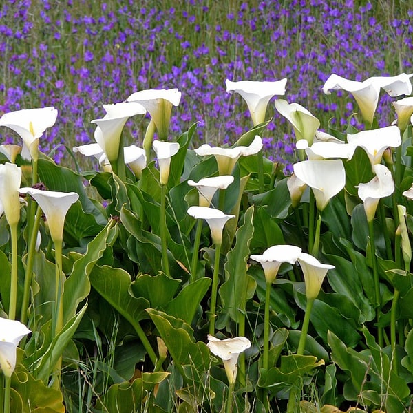 Calla Lily