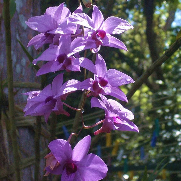 Dendrobium Orchid