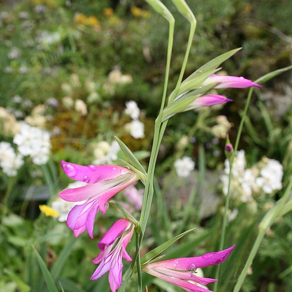 Gladiolus