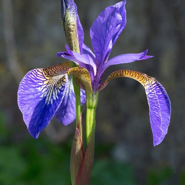 Bearded Iris