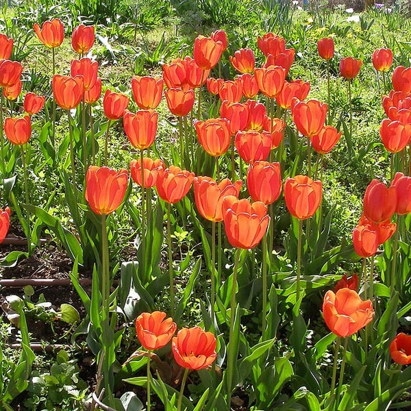 Seasonal Garden