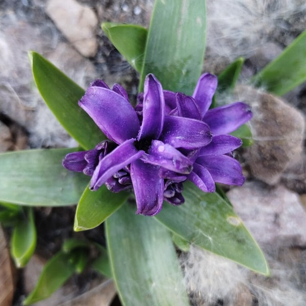 Hyacinth