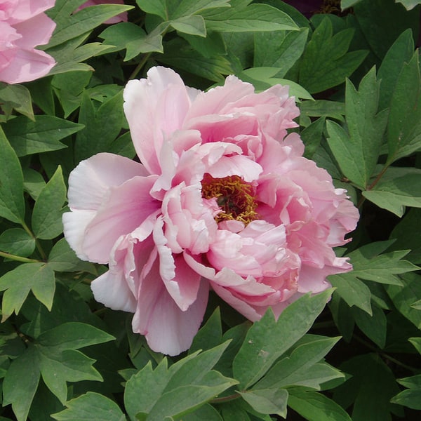 Peony