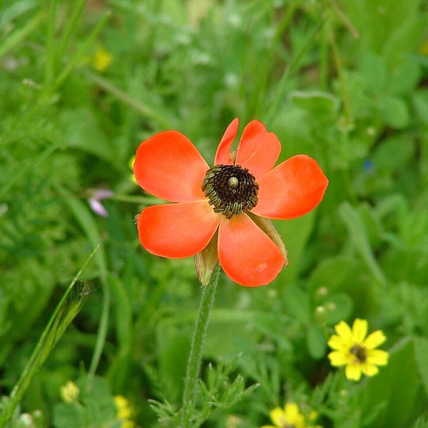 Ranunculus