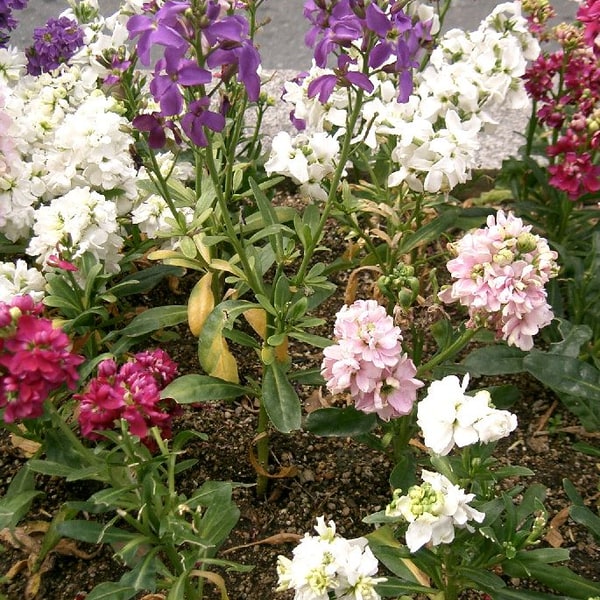 Stock Flower