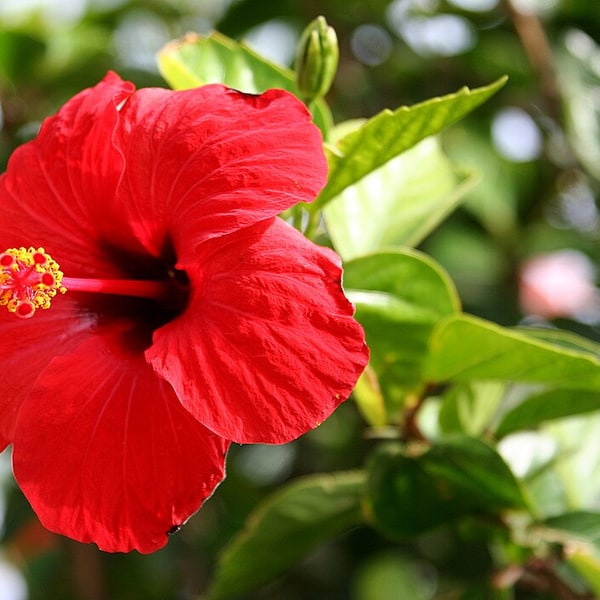 Tropical & Exotic