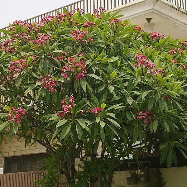 Plumeria