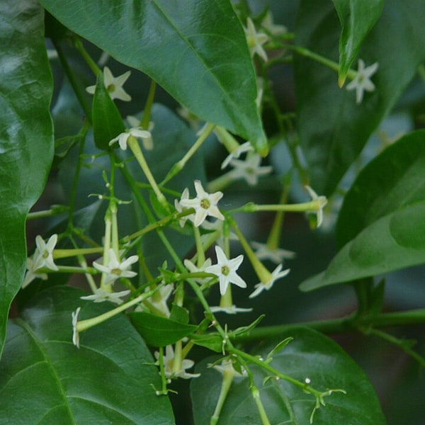 Night Jasmine