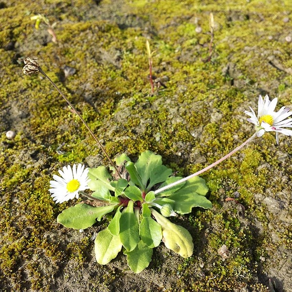 Daisy