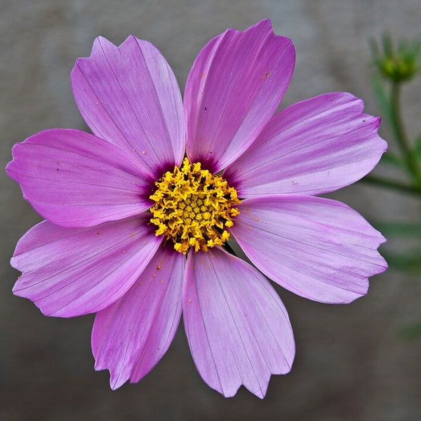 Cosmos