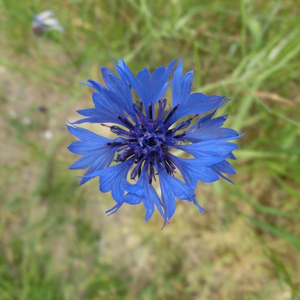 Cornflower