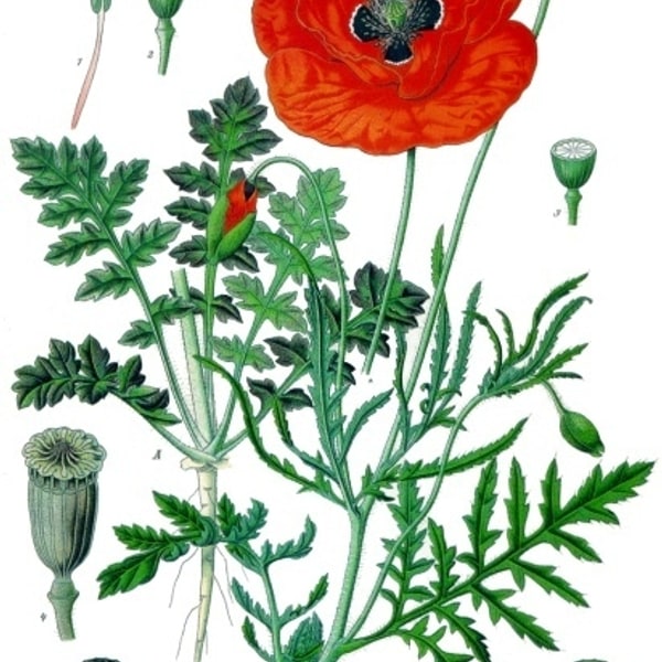 Poppy