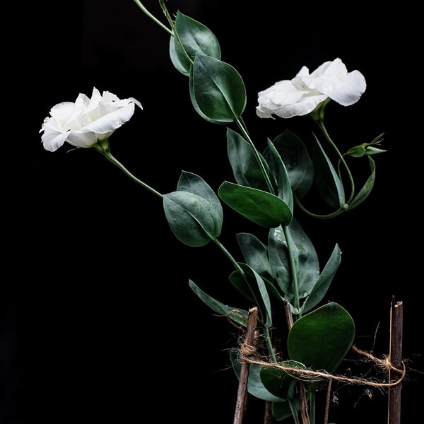 Lisianthus